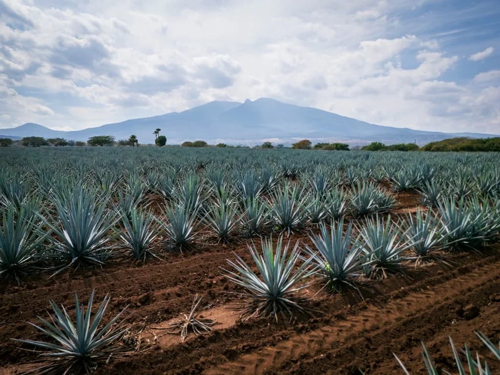 Blue agave in a Mexican highland field