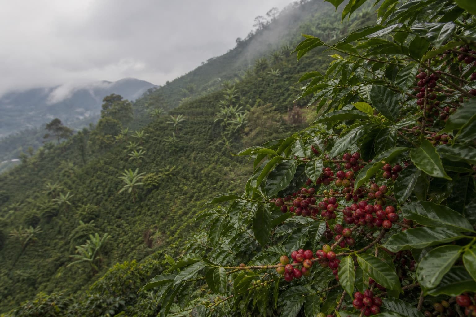 Coffee cherries ripening on the shrub