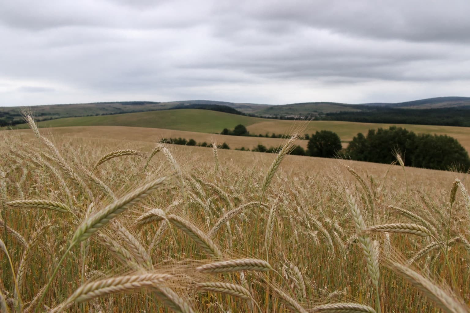 A grain field of rye and barley