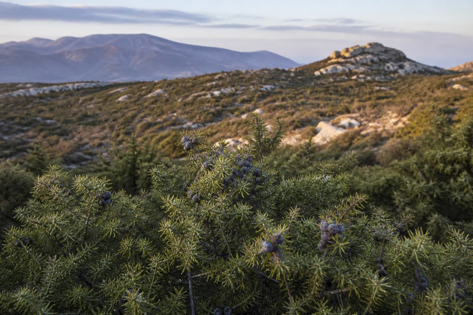 Juniper shrubs and berries on a hillside