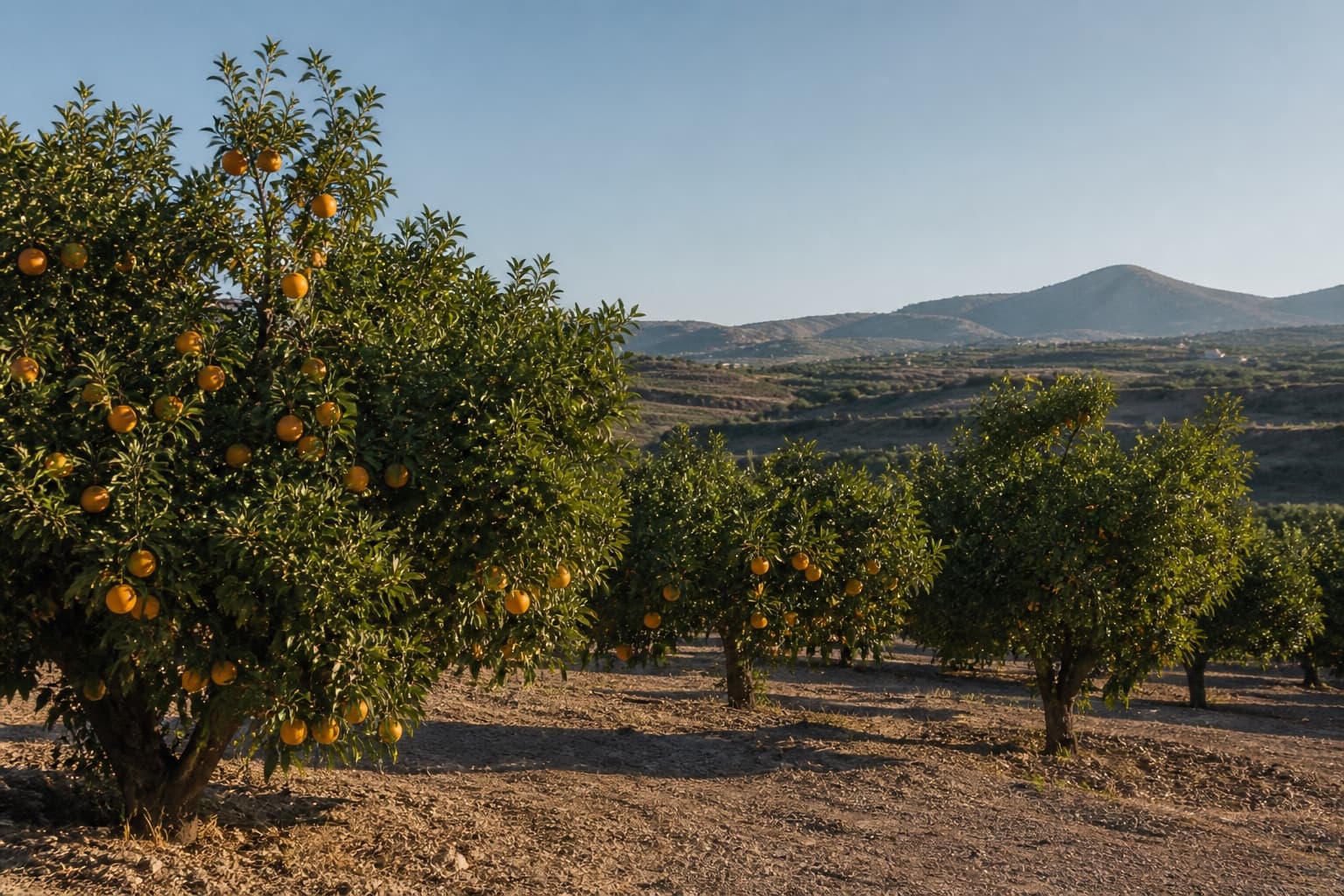 Bitter oranges growing in a Mediterranean grove