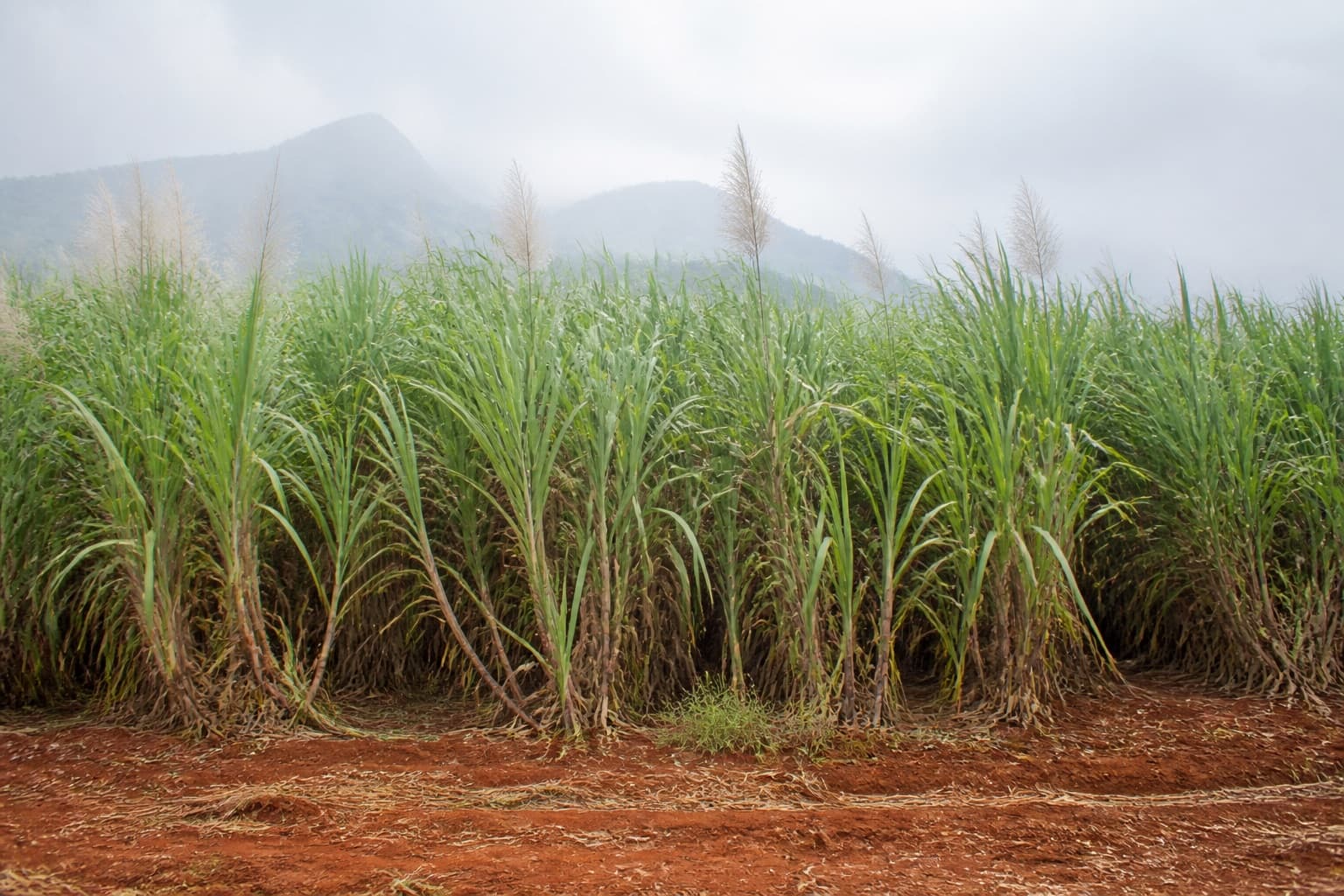 Sugarcane growing in tropical light