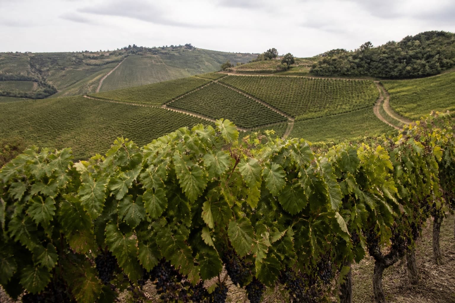 Grapevines with fruit on the vine