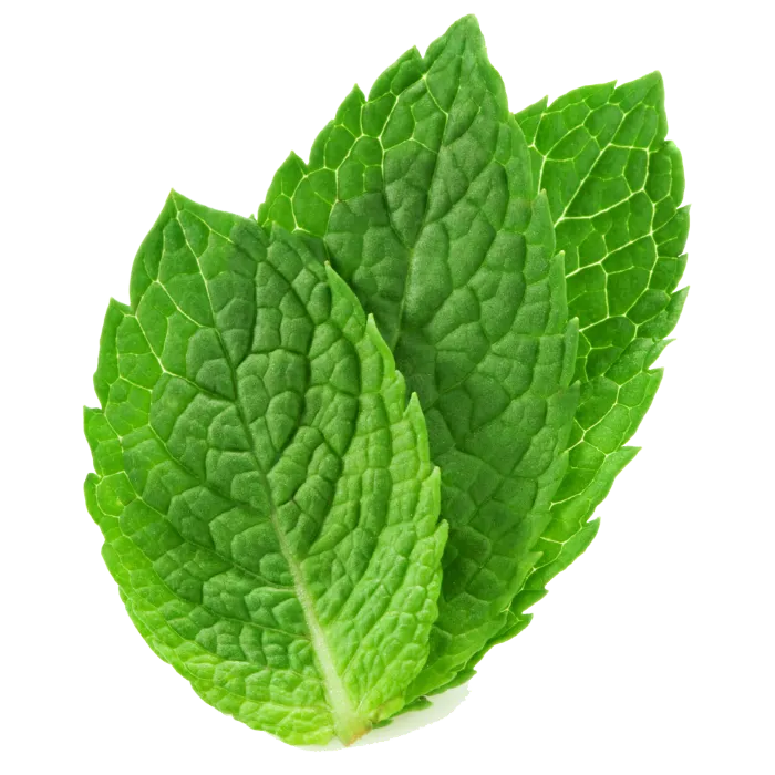 Mint bottle used in cocktails