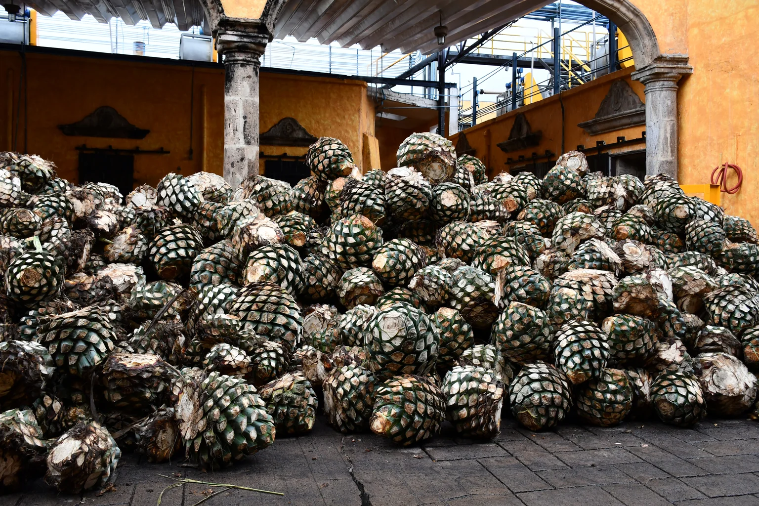 Harvested agave hearts stacked at a tequila distillery
