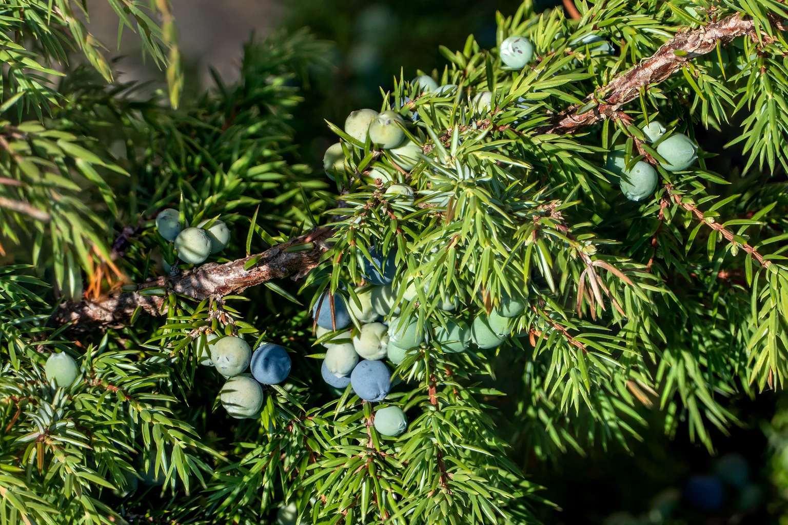 Ripe blue and unripe green Juniperus communis berries on the branch